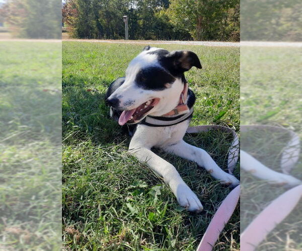Medium Photo #5 Greater Swiss Mountain Dog-Unknown Mix Puppy For Sale in Mountain View, AR, USA