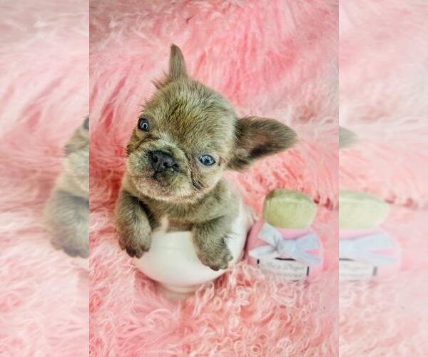 Medium Photo #1 French Bulldog Puppy For Sale in TAMPA, FL, USA