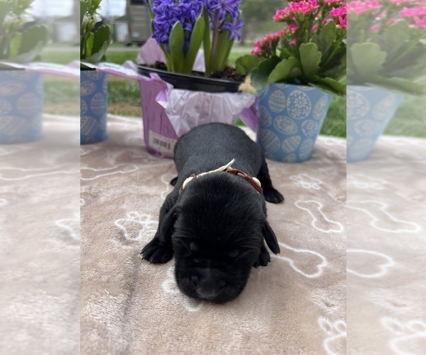 Medium Photo #3 Labrador Retriever Puppy For Sale in NEOLA, WV, USA