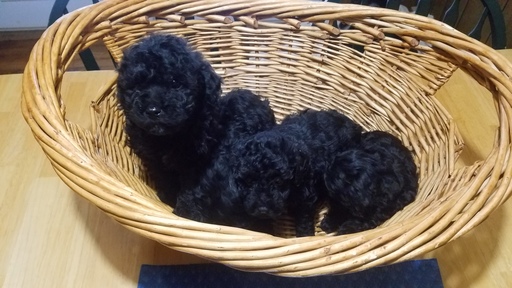 Medium Photo #1 Poodle (Toy) Puppy For Sale in NEW CHURCH, VA, USA