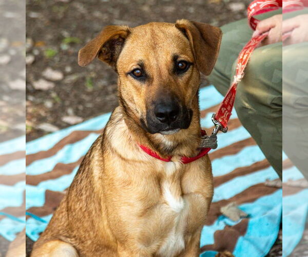 Medium Photo #6 German Shepherd Dog-Unknown Mix Puppy For Sale in Canton, CT, USA