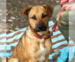 Small #5 German Shepherd Dog Mix