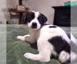 Small #1 Border Collie Mix