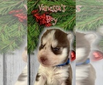 Small Photo #8 Siberian Husky Puppy For Sale in FRESNO, CA, USA