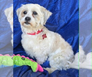 Zuchon Dogs for adoption in Cuba, NY, USA