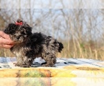 Small #23 ShihPoo