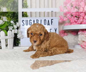 Poodle (Toy) Puppy for sale in COLLEGE STA, TX, USA