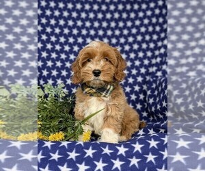 Cock-A-Poo Puppy for sale in NEW HOLLAND, PA, USA