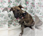 Small #1 American Pit Bull Terrier Mix
