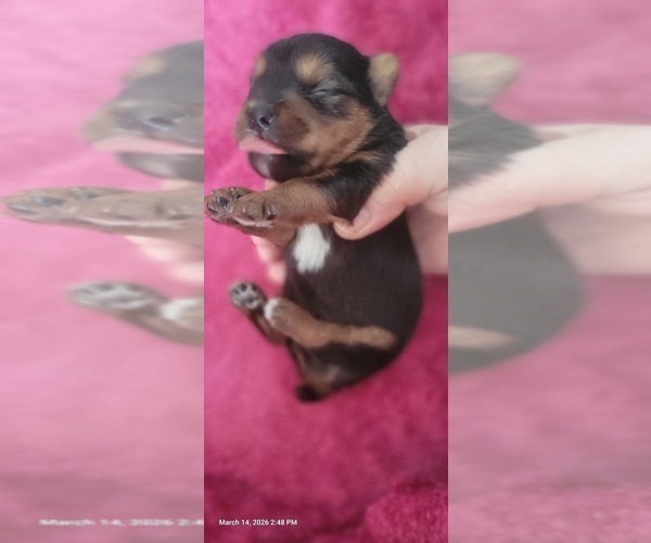 Medium Photo #136 Yorkshire Terrier Puppy For Sale in AKRON, OH, USA