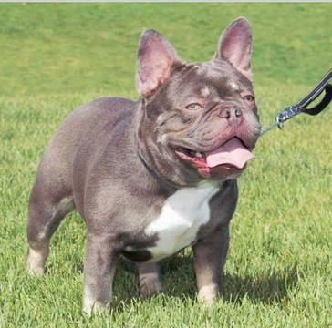 Medium Photo #1 French Bulldog Puppy For Sale in ROSEVILLE, CA, USA
