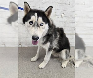 Siberian Husky Dogs for adoption in San Bernardino, CA, USA