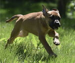 Small #6 Shepradors