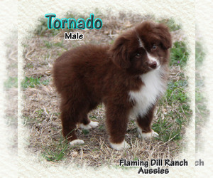 Miniature Australian Shepherd Puppy for sale in FORESTBURG, TX, USA