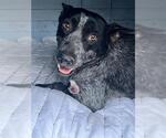 Small Mutt