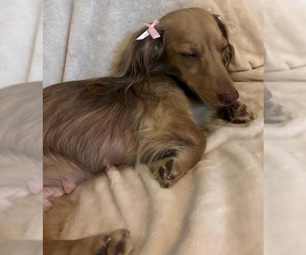 Medium Photo #2 Dachshund Puppy For Sale in Los Angeles, CA, USA