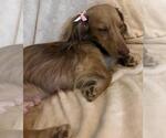 Small #1 Dachshund