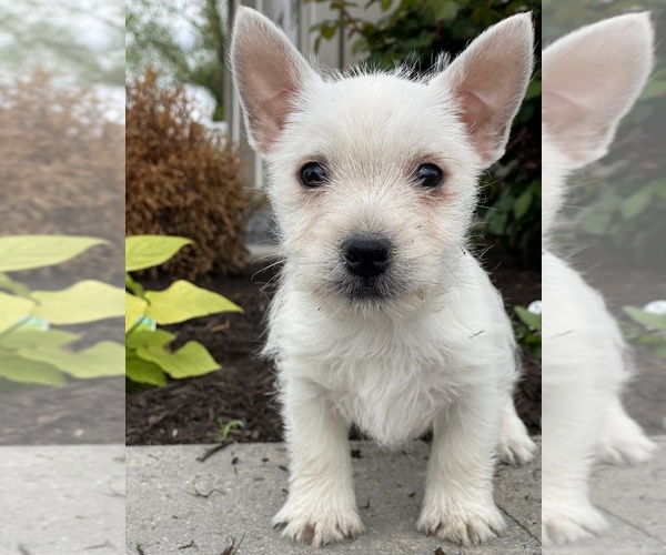 Medium Photo #5 West Highland White Terrier Puppy For Sale in CANOGA, NY, USA