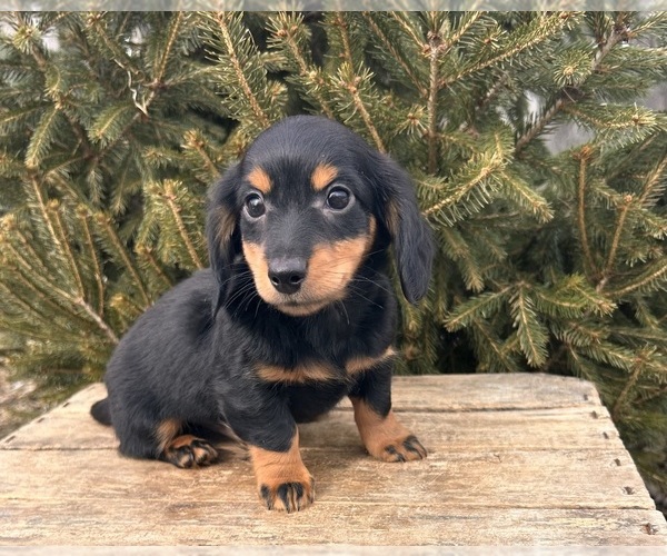 Medium Photo #2 Dachshund Puppy For Sale in MIDDLEBURY, IN, USA