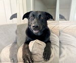 Small #3 Labrador Retriever Mix
