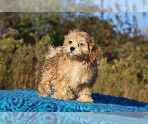 Medium Photo #2 ShihPoo Puppy For Sale in DYERSBURG, TN, USA