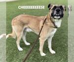 Small #1 Mutt