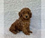 Small #2 Maltipoo