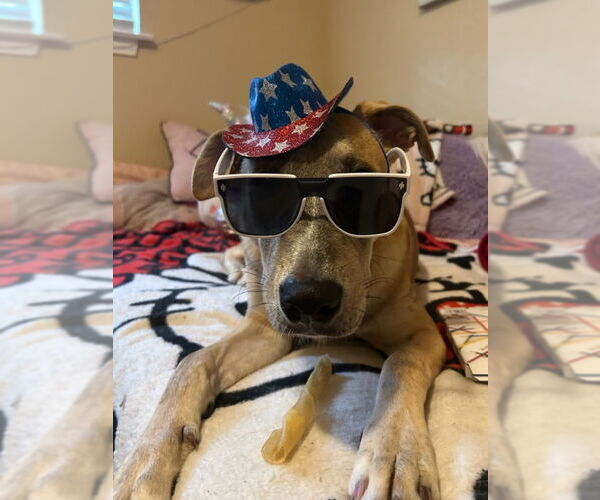 Medium Photo #16 Mutt Puppy For Sale in PIPE CREEK, TX, USA