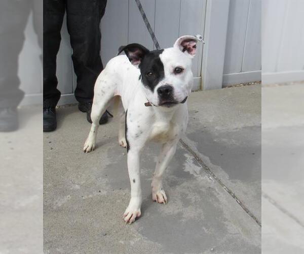 Medium Photo #1 Staffordshire Bull Terrier-Unknown Mix Puppy For Sale in Louisville, KY, USA
