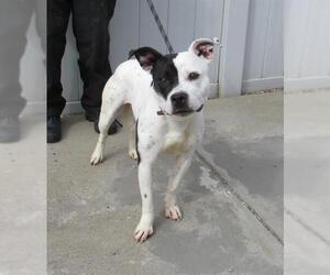 Staffordshire Bull Terrier-Unknown Mix Dogs for adoption in Louisville, KY, USA