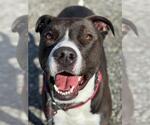 Small #1 American Pit Bull Terrier