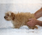 Small #16 Cockapoo (Miniature)