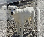 Small #2 Sheprador