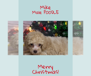 Poodle (Toy) Puppy for sale in AZLE, TX, USA