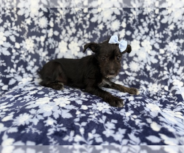 Medium Photo #3 Schnauzer (Miniature) Puppy For Sale in LAKELAND, FL, USA