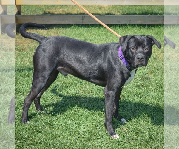 Medium Photo #2 American Staffordshire Terrier-Unknown Mix Puppy For Sale in Huntley, IL, USA