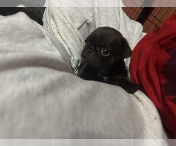 Medium Photo #42 Pug Puppy For Sale in BLOOMINGTON, IL, USA