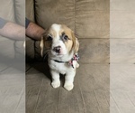 Small Photo #42 Welsh Cardigan Corgi Puppy For Sale in SUN PRAIRIE, WI, USA