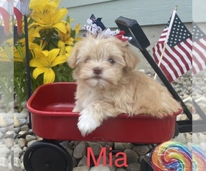 Havanese Puppy for sale in COLUMBUS, IN, USA