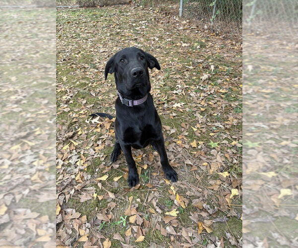 Medium Photo #3 Labrador Retriever-Unknown Mix Puppy For Sale in Boston, MA, USA