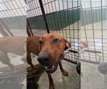 Small #1 Redbone Coonhound Mix