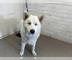 Siberian Husky-Unknown Mix Dogs for adoption in San Bernardino, CA, USA