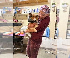 Mutt Dogs for adoption in Pueblo West, CO, USA