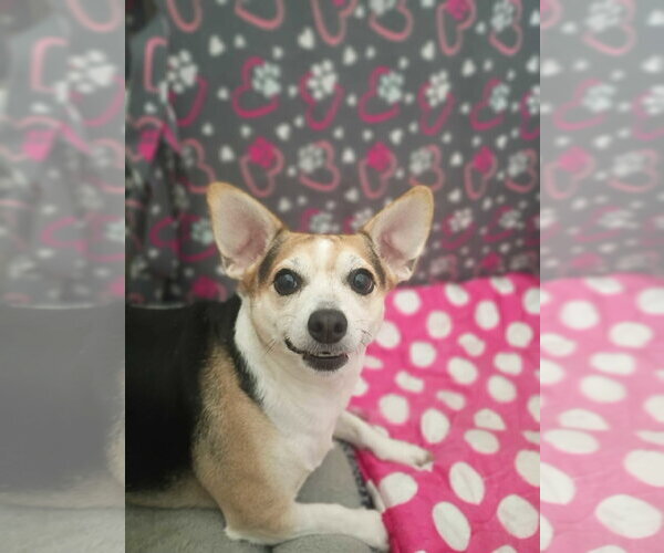 Medium Photo #7 Chihuahua Puppy For Sale in Pacolet, SC, USA