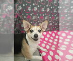 Small #6 Chihuahua