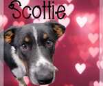 Small #4 Border Collie Mix