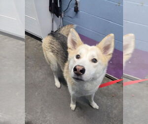 Siberian Husky-Unknown Mix Dogs for adoption in Evansville, IN, USA