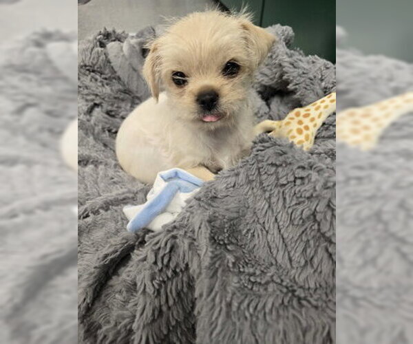 Medium Photo #1 Shih Tzu-Unknown Mix Puppy For Sale in Warrenton, VA, USA
