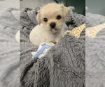 Small Shih Tzu Mix