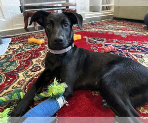 Labrador Retriever-Unknown Mix Dogs for adoption in Holly Springs, NC, USA